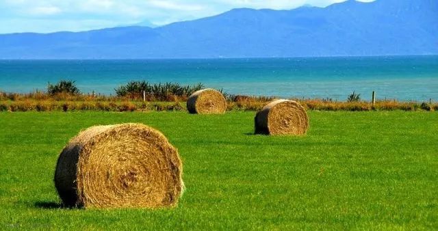 新西兰林业 | 外商投资环境宽松 出口额超越农牧产品