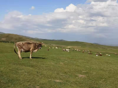 总投资10亿元 成都益民集团在新疆建规模化“成都牧场”